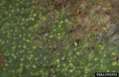 greenhouse thrips, Heliothrips haemorrhoidalis  (Thysanoptera: Thripidae) - 1295002