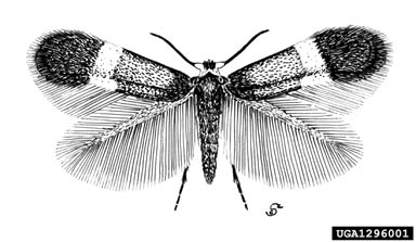 Stigmella aceris, Stigmella aceris  (Lepidoptera: Nepticulidae) - 1296001