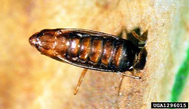 horse chestnut leafminer, Cameraria ohridella  (Lepidoptera: Gracillariidae) - 1296015