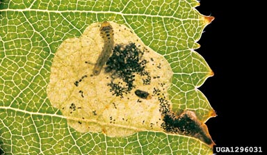 early birch leaf edgeminer, Messa nana  (Hymenoptera: Tenthredinidae) - 1296031