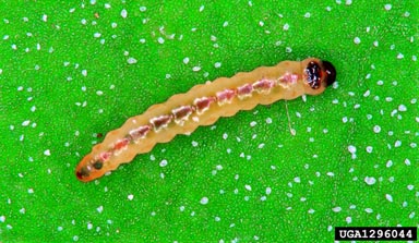 Gelechiid moth, Chrysoesthia sexguttella  (Lepidoptera: Gelechiidae) - 1296044