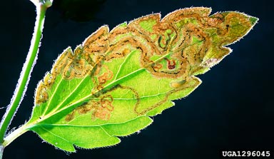 leafminer fly, Phytomyza kaltenbachi  (Diptera: Agromyzidae) - 1296045