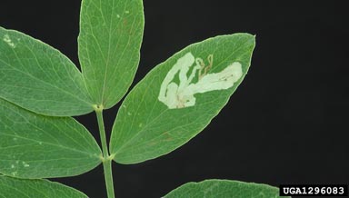 leafminer fly, Liriomyza congesta  (Diptera: Agromyzidae) - 1296083