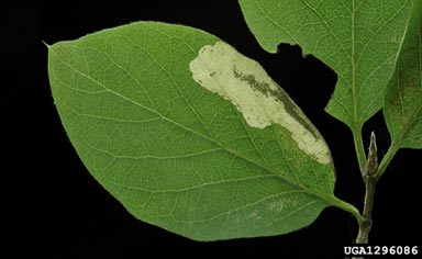 twenty-plume moth, Alucita hexadactyla  (Lepidoptera: Alucitidae) - 1296086