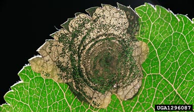 pear leaf blister moth, Leucoptera malifoliella  (Lepidoptera: Lyonetiidae) - 1296087