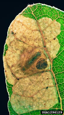 Tischerid moth, Tischeria decidua  (Lepidoptera: Tischeriidae) - 1296129