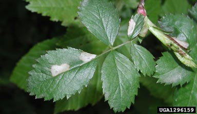 casebearer moths, Coleophora spp.  (Lepidoptera: Coleophoridae) - 1296159