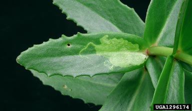 leafminer fly, Phytomyza sedicola  (Diptera: Agromyzidae) - 1296174