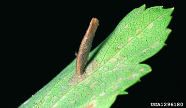 casebearer moth, Coleophora spiraeella  (Lepidoptera: Coleophoridae) - 1296180