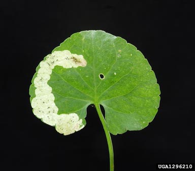 leafminer fly, Galiomyza violiphaga  (Diptera: Agromyzidae) - 1296210