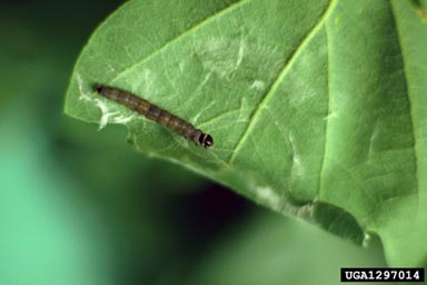 apple variegated Tortrix (Archips xylosteana ) on ash (Fraxinus spp. ) - 1297014