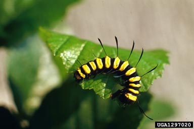 alder moth (Acronicta alni ) on European alder (Alnus glutinosa ) - 1297020