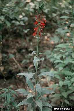cardinalflower, Lobelia cardinalis  (Campanulales: Campanulaceae) - 1299043