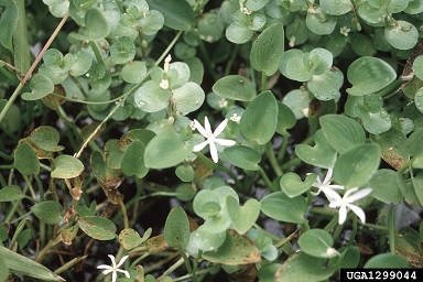 ducksalad, Heteranthera limosa  (Liliales: Pontederiaceae) - 1299044