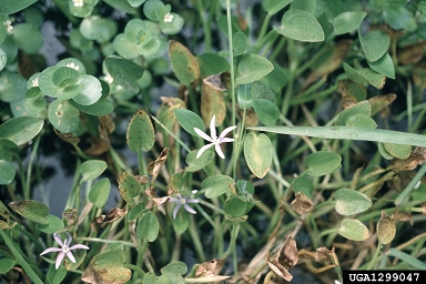 ducksalad, Heteranthera limosa  (Liliales: Pontederiaceae) - 1299047