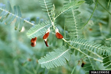 bigpod sesbania, Sesbania herbacea  (Fabales: Fabaceae (Leguminosae)) - 1299052