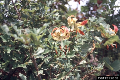 turk's-cap lily, Lilium superbum  (Liliales: Liliaceae) - 1299058