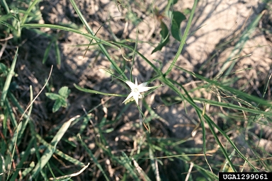 giant whitetop sedge, Rhynchospora latifolia  (Cyperales: Cyperaceae) - 1299061