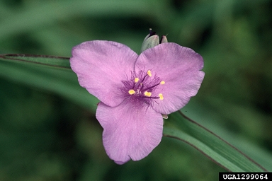 common spiderwort, Tradescantia ohiensis  (Commelinales: Commelinaceae) - 1299064