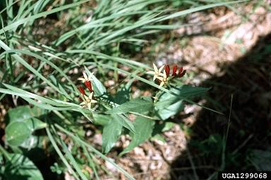 Indian pink, Spigelia marilandica  (Gentianales: Loganiaceae) - 1299068