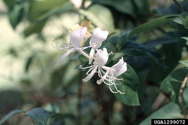 Japanese honeysuckle, Lonicera japonica  (Dipsacales: Caprifoliaceae) - 1299072