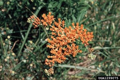 butterfly milkweed, Asclepias tuberosa  (Gentianales: Asclepiadaceae) - 1299075
