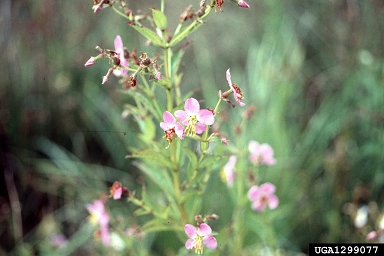 meadowbeauty, Rhexia spp.  (Myrtales: Melastomataceae) - 1299077