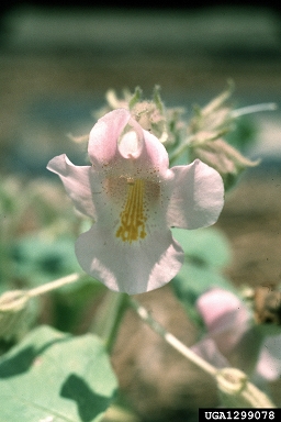 devil's-claw, Proboscidea louisianica  (Scrophulariales: Pedaliaceae) - 1299078