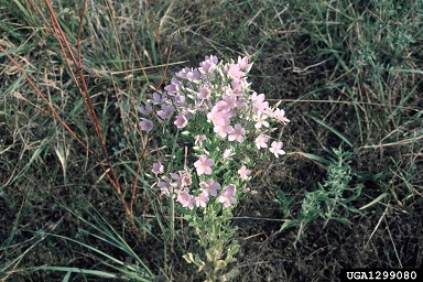 Texas star, Sabatia campestris  (Gentianales: Gentianaceae) - 1299080