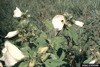 comfortroot, Hibiscus aculeatus  (Malvales: Malvaceae) - 1299088