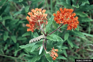 butterfly milkweed, Asclepias tuberosa  (Gentianales: Asclepiadaceae) - 1299094