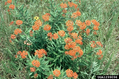 butterfly milkweed, Asclepias tuberosa  (Gentianales: Asclepiadaceae) - 1299096