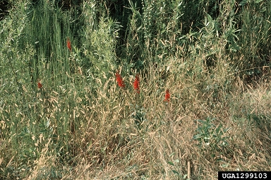 cardinalflower, Lobelia cardinalis  (Campanulales: Campanulaceae) - 1299103