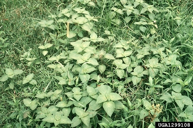 perilla mint, Perilla frutescens  (Lamiales: Lamiaceae) - 1299108