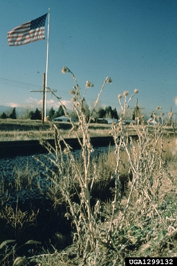 musk thistle, Carduus nutans  (Asterales: Asteraceae) - 1299132