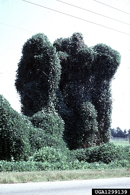 kudzu, Pueraria montana var. lobata (Fabales: Fabaceae (Leguminosae)) - 1299139