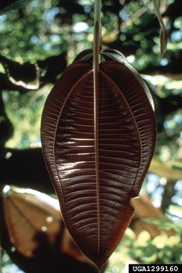 miconia, Miconia calvescens  (Myrtales: Melastomataceae) - 1299160