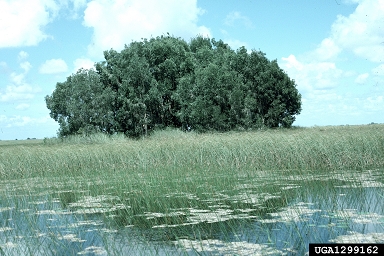 melaleuca, Melaleuca quinquenervia  (Myrtales: Myrtaceae) - 1299162