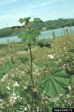 little mallow, Malva parviflora  (Malvales: Malvaceae) - 1299173