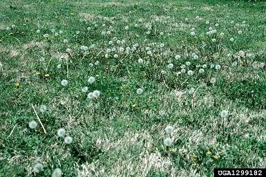 dandelion, Taraxacum officinale  (Asterales: Asteraceae) - 1299182