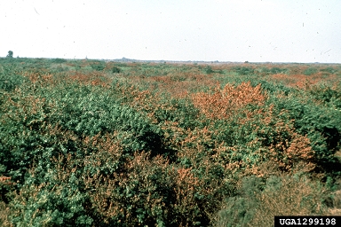Brazilian peppertree, Schinus terebinthifolius  (Sapindales: Anacardiaceae) - 1299198