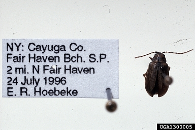viburnum leaf beetle, Pyrrhalta viburni  (Coleoptera: Chrysomelidae) - 1300005