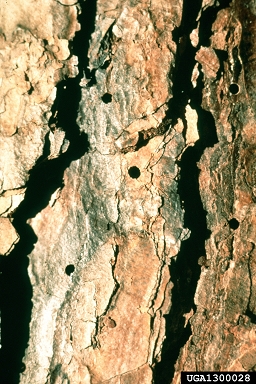 larger pine shoot beetle, Tomicus piniperda  (Coleoptera: Curculionidae) - 1300028