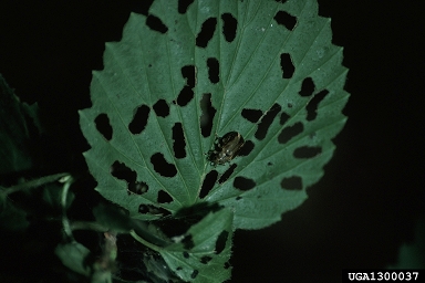 viburnum leaf beetle, Pyrrhalta viburni  (Coleoptera: Chrysomelidae) - 1300037