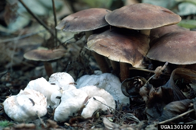 abortive Entoloma (Entoloma abortivum ) on Armillaria root rots (Armillaria spp. ) - 1301007