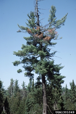 white pine blister rust (Cronartium ribicola ) on eastern white pine (Pinus strobus ) - 1301049