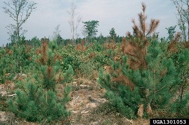 Diplodia blight (Sphaeropsis sapinea ) on red pine (Pinus resinosa ) - 1301053