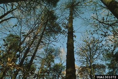 annosum root disease (Heterobasidion annosum ) on Scots pine (Pinus sylvestris ) - 1301072
