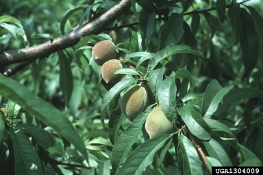 peach, Prunus persica  (Rosales: Rosaceae) - 1304009