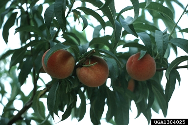 peach, Prunus persica  (Rosales: Rosaceae) - 1304025